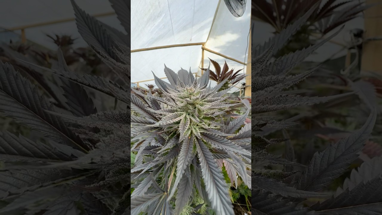 Grape Graffiti 🍇 ❄️ by Shadowborn Genetics 🧬 fed @cronknutrients