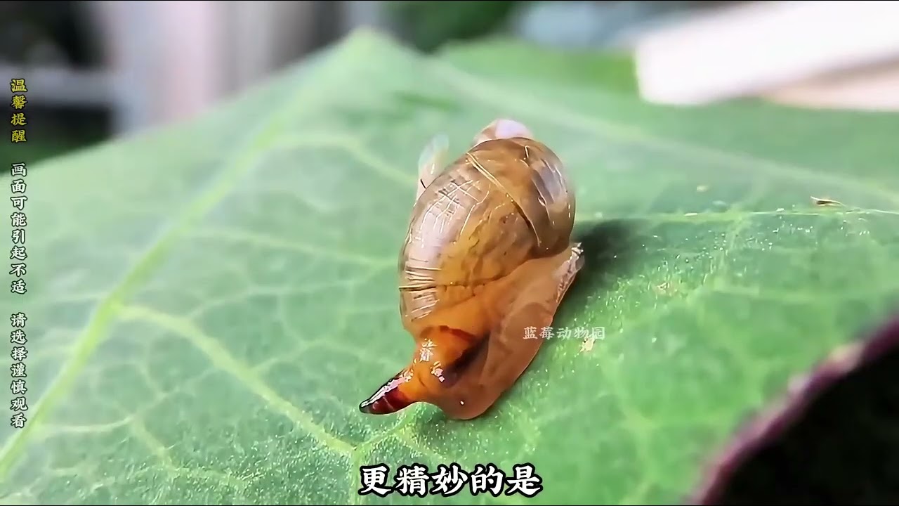 蜗牛，无限循环的寄生。