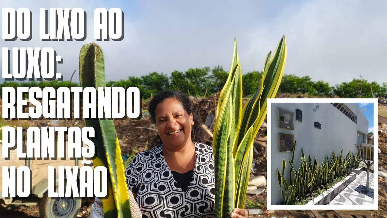 DO LIXO AO LUXO: Resgatando plantas no lixão | Cacto Brasil, Espada de São Jorge e de Santa Bárbara