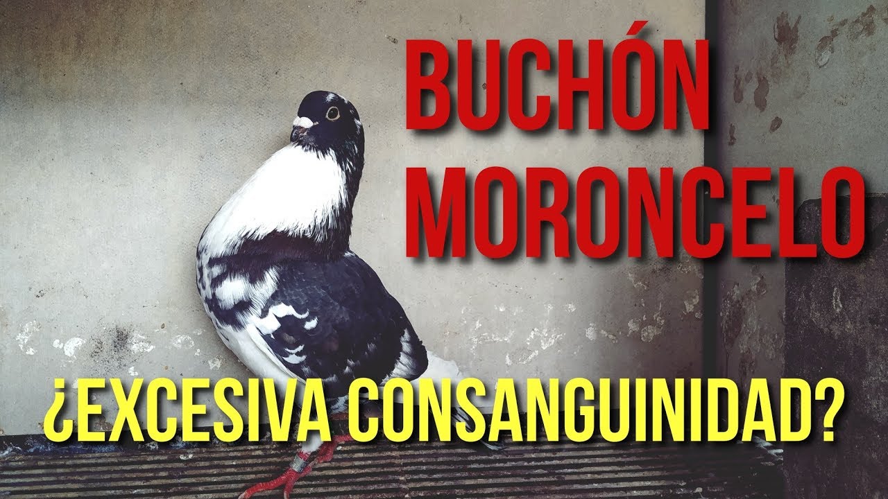 Buchón Moroncelo. ¿Excesiva consanguinidad?