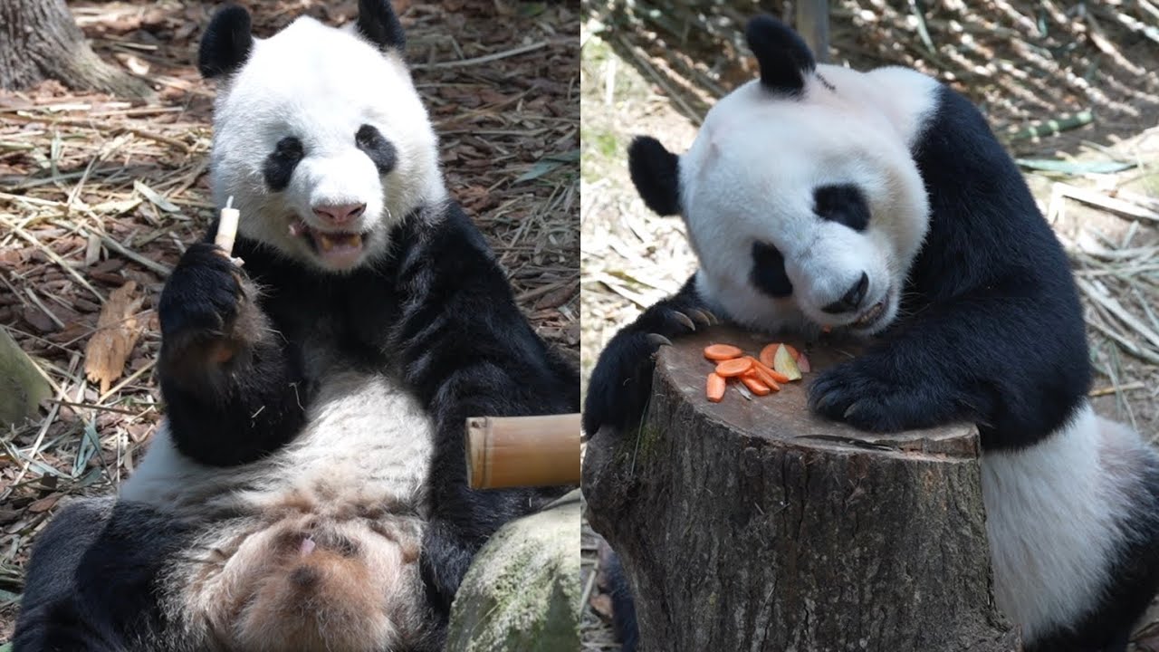 20260214 Spent Valentine's day to see Kai Kai & Jia Jia eat lunch @River Wonders