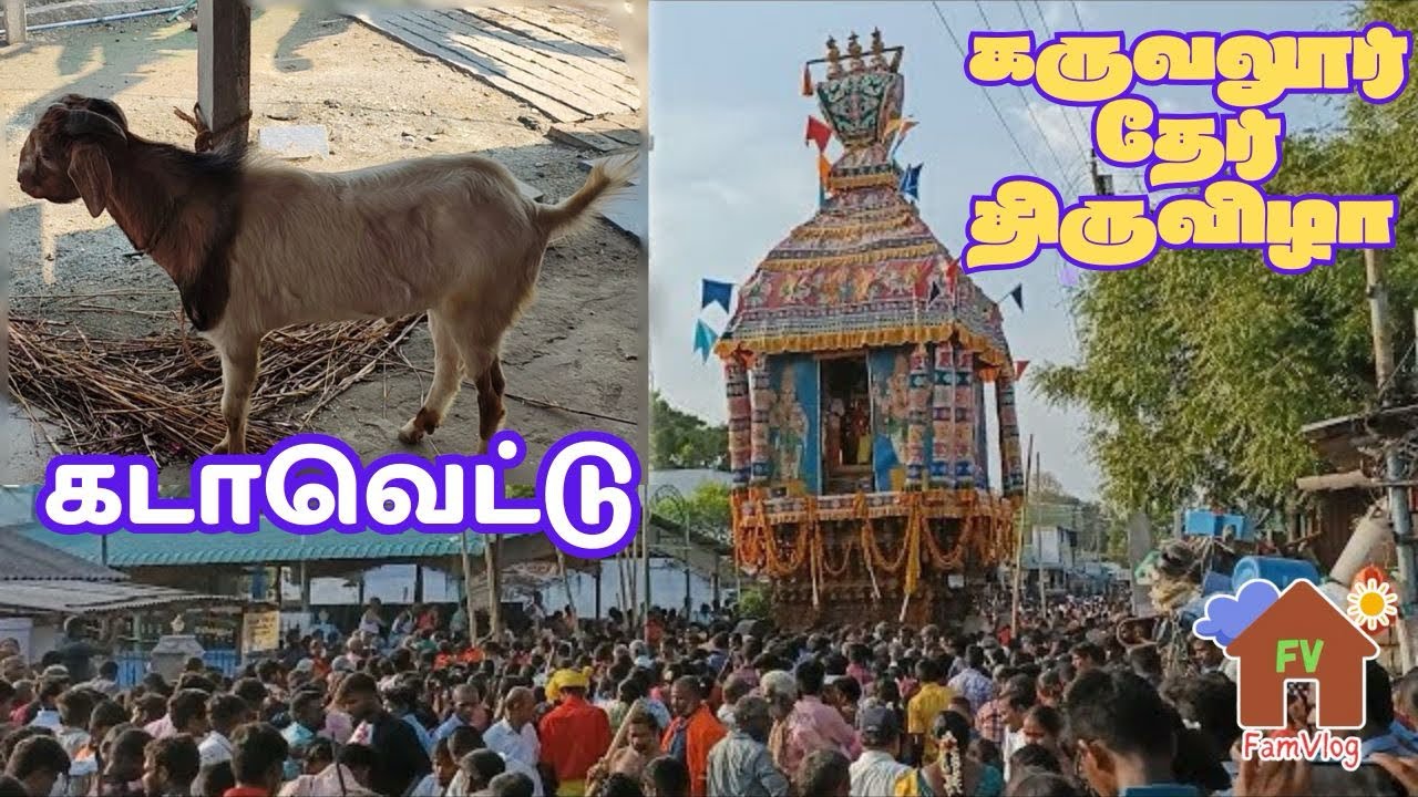 கருவலூர் தேர் திருவிழா | கடாவெட்டு | FamVlog