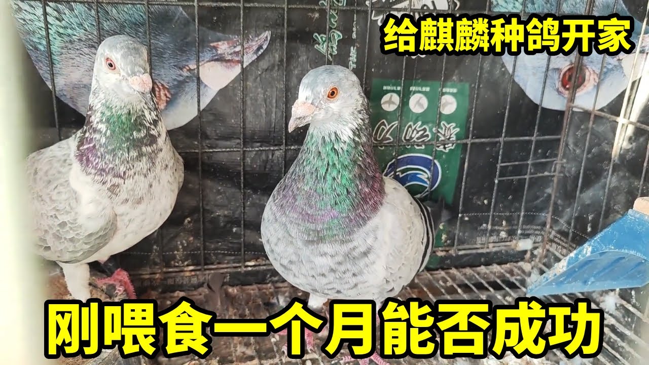 只养了一个月的老麒麟花种鸽开家，能成功吗 ？让我们拭目以待！#麒麟花信鸽 #鸽子 #种鸽 #鸽子开家 #信鸽赛鸽