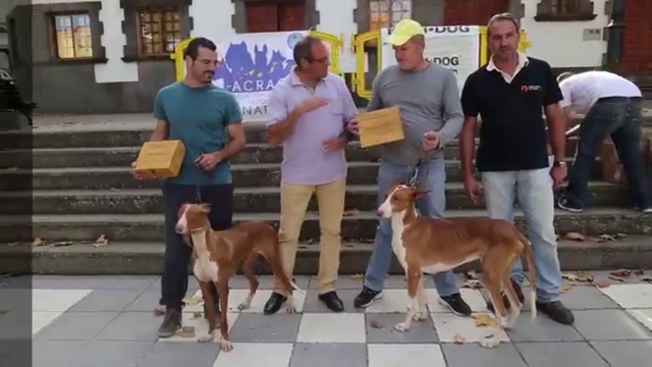 II Concurso Canino de Razas de Canarias de Valleseco