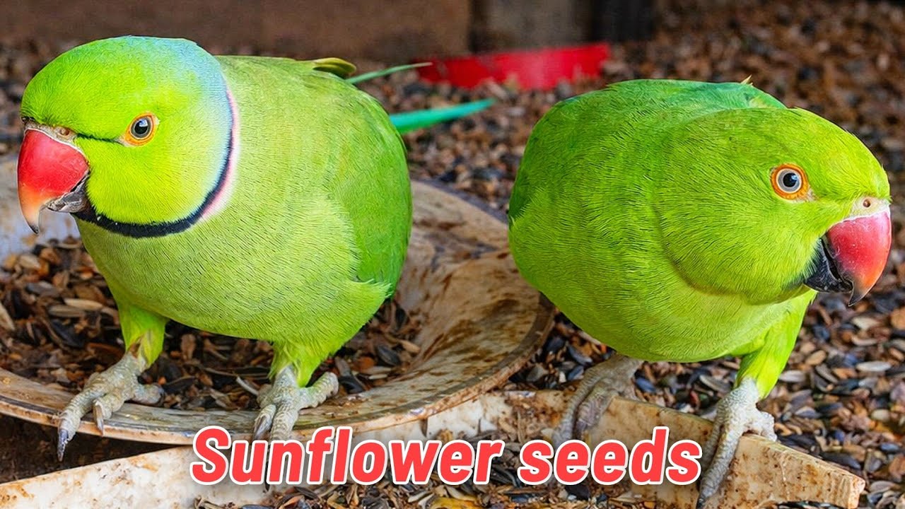 | Will Hungry PARROTS eat sunflower seeds | What happened to these parrots 