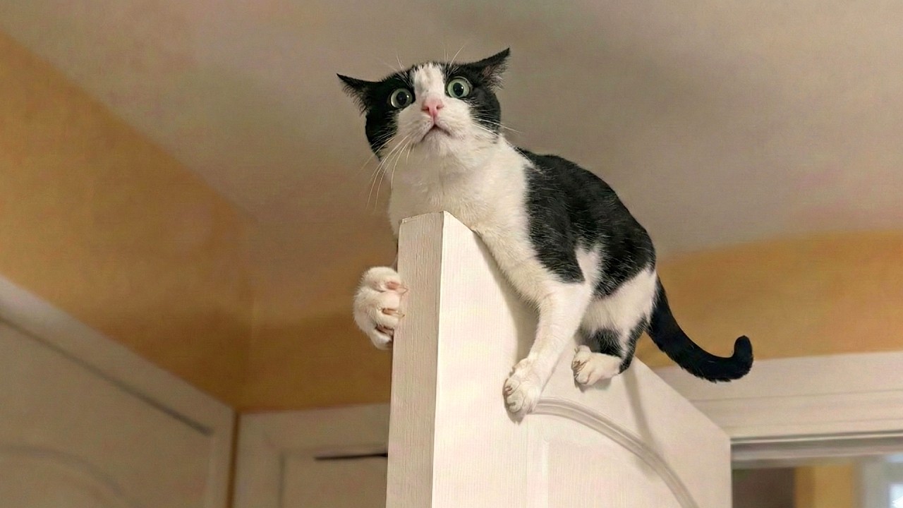 Hilarious Cat Chaos 🤣 | The Funniest Cat Compilation of 2026