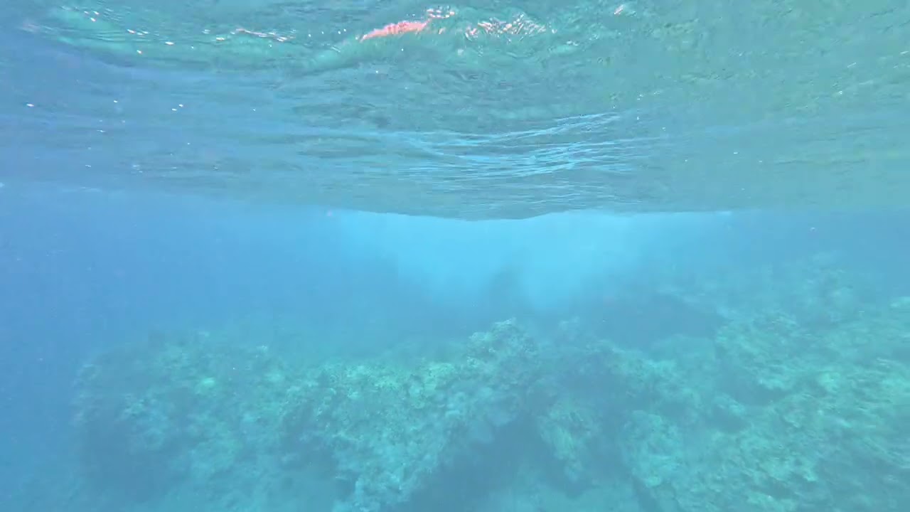 Maui 1688 - Whitetip Reef Shark, Threadfin Butterflyfish, Whitespotted Eagle Ray & Koholā Chorus