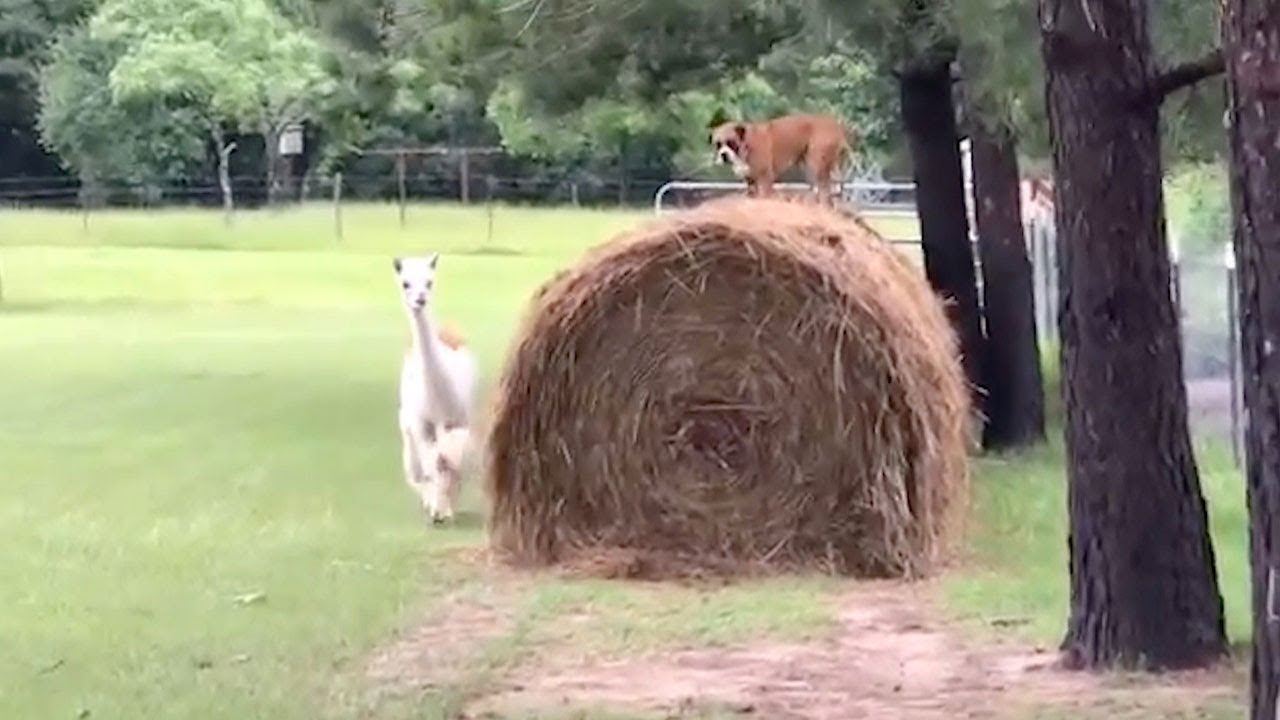 Angry Alpaca Chases Dog