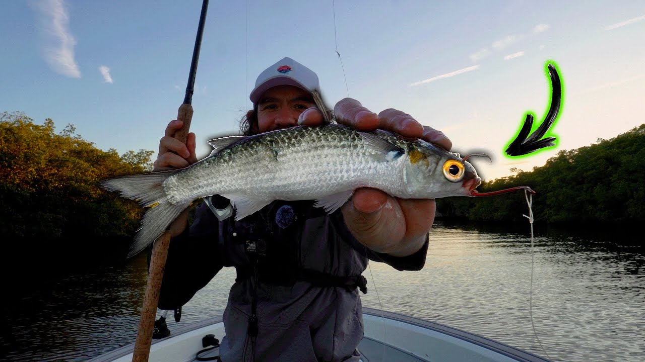 2 Days Of Florida Snook Fishing With Lures & Live Mullet