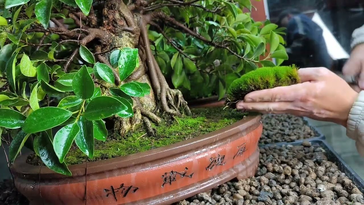 Low height moss for bonsai, how to make.