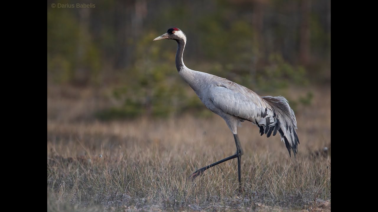 Pilkoji gervė (Grus grus)