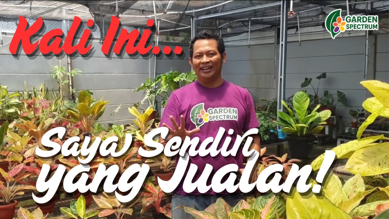 Bukan Liputan, Tapi Dagang! 😅 Episode Spesial @Rimawan Vlog Jualan Aglaonema | Eps.17