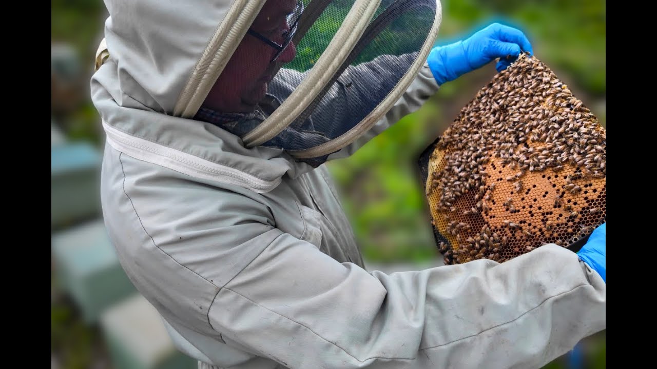 Richard Selects His Breeder Queens