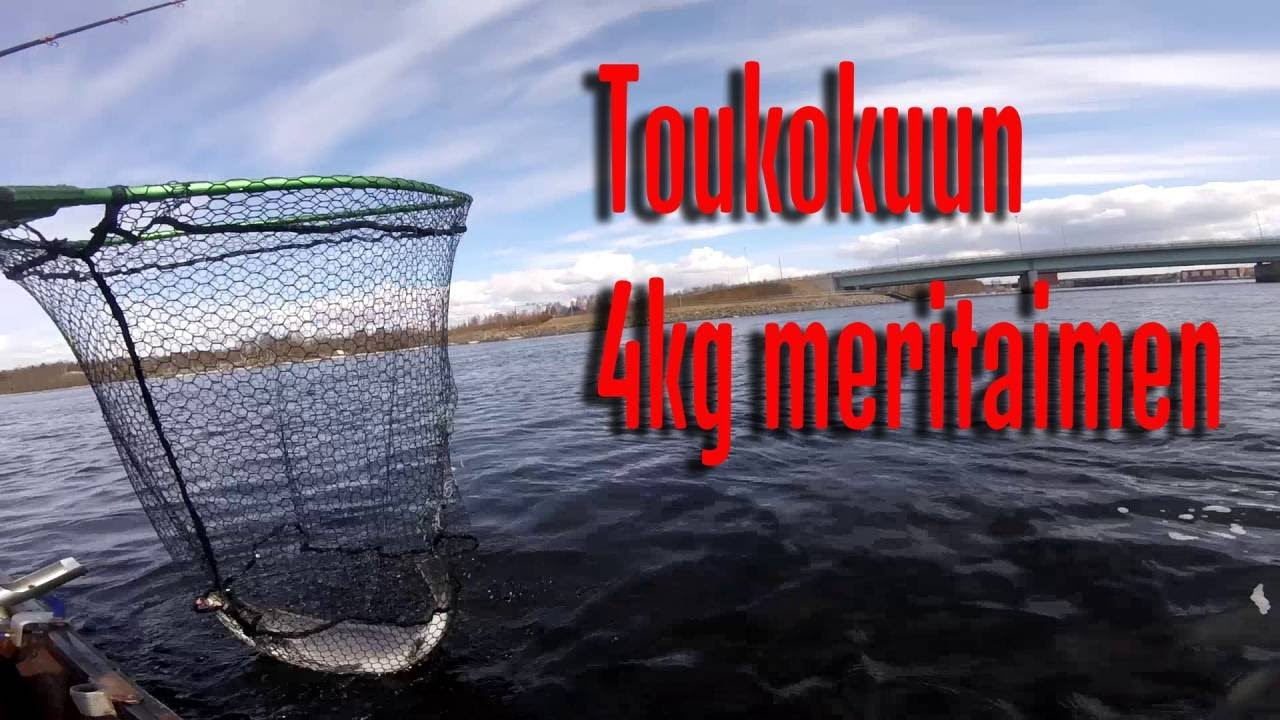 Toukokuun 4,02 kg meritaimen Kemijoelta
