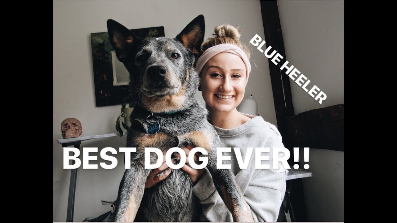AUSTRALIAN CATTLE DOG: EVERYTHING YOU NEED TO KNOW ABOUT BLUE HEELERS