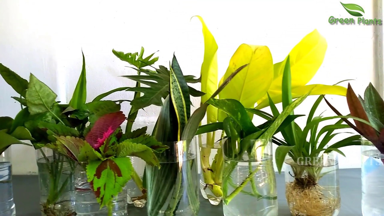 These 10 House Plants You Can Grow & Propagate Only in Water Easily at Home//GREEN PLANTS