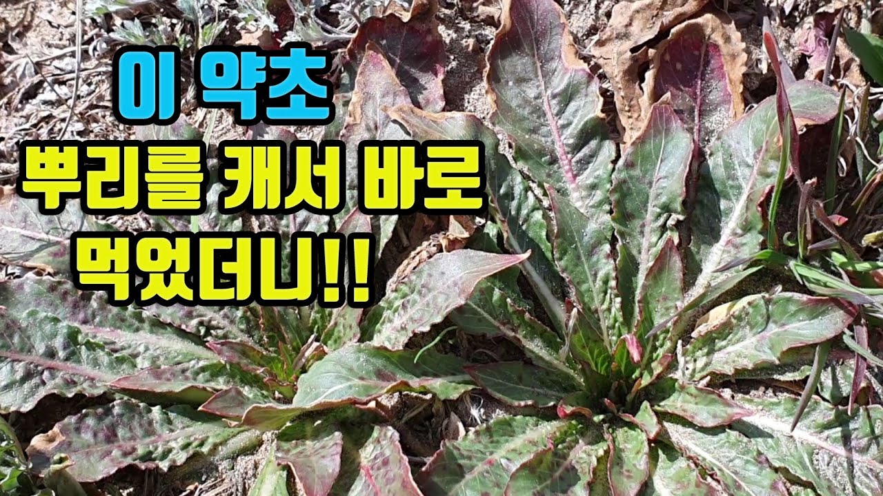 달맞이꽃-대단한 이 약초 어떻게 먹을까? 이 약초만 잘 먹어도 건강하게 살수있다!