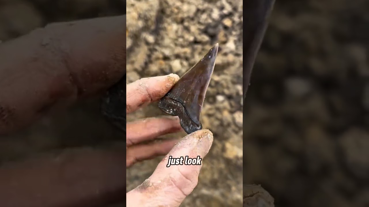 What secrets will the ancient ocean reveal? Diving with @NCDiggins for fossils!