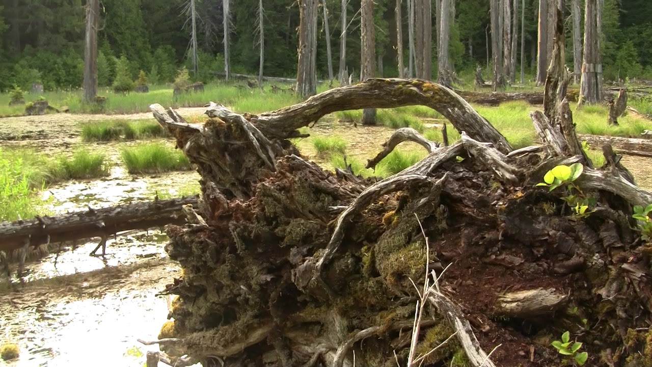 Forest Wetland. Лесное болото (2469sp)