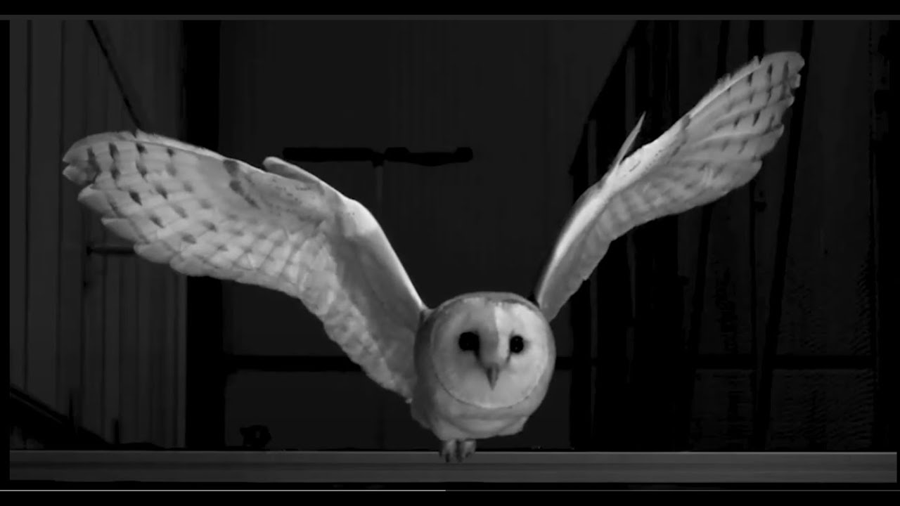 How do birds deal with turbulence? Bristol aerospace engineers find out