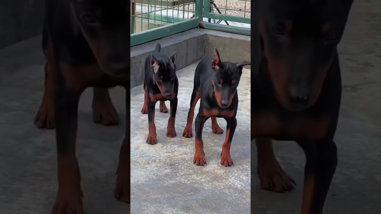 My dog want to play. 🐕. 
