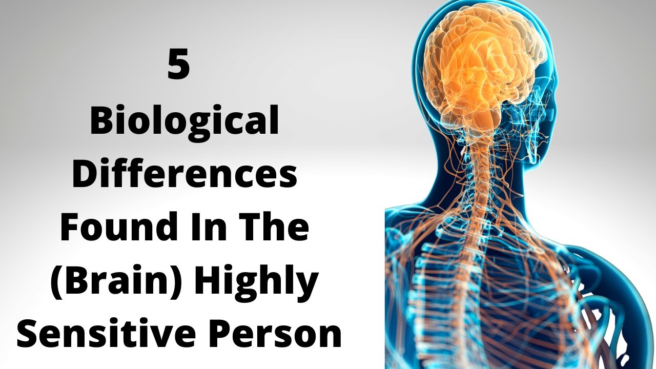 5 отличий в работе мозга у высокочувствительных людей (HSP) #highlysensitivepeople #HSP