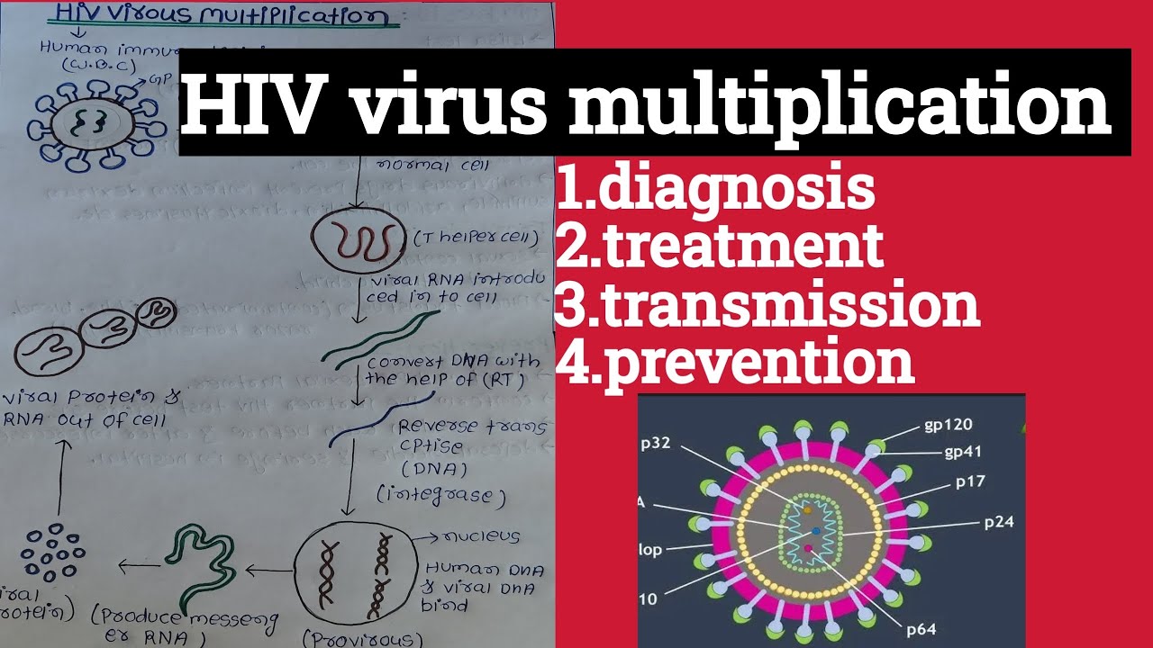 HIV virus multiplication || diagnosis || treatment || transmission || prevention || 