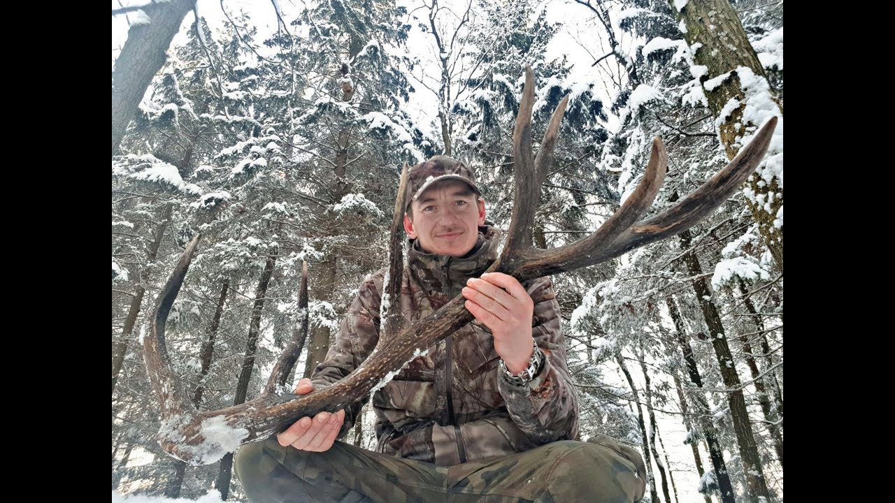 Świeży zrzut jelenia piękny gruby czternatak 3.40kg zrzuty 2021