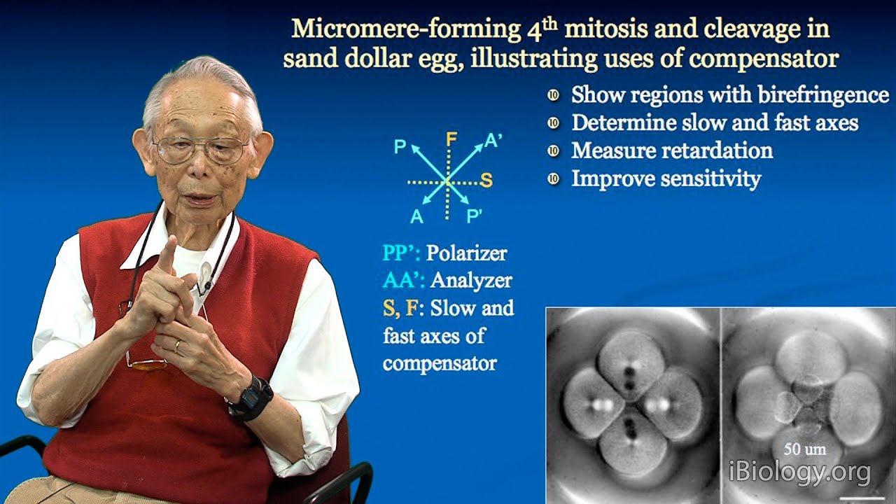 Microscopy: Examples of Using Polarization Microscopy (Shinya Inoue)