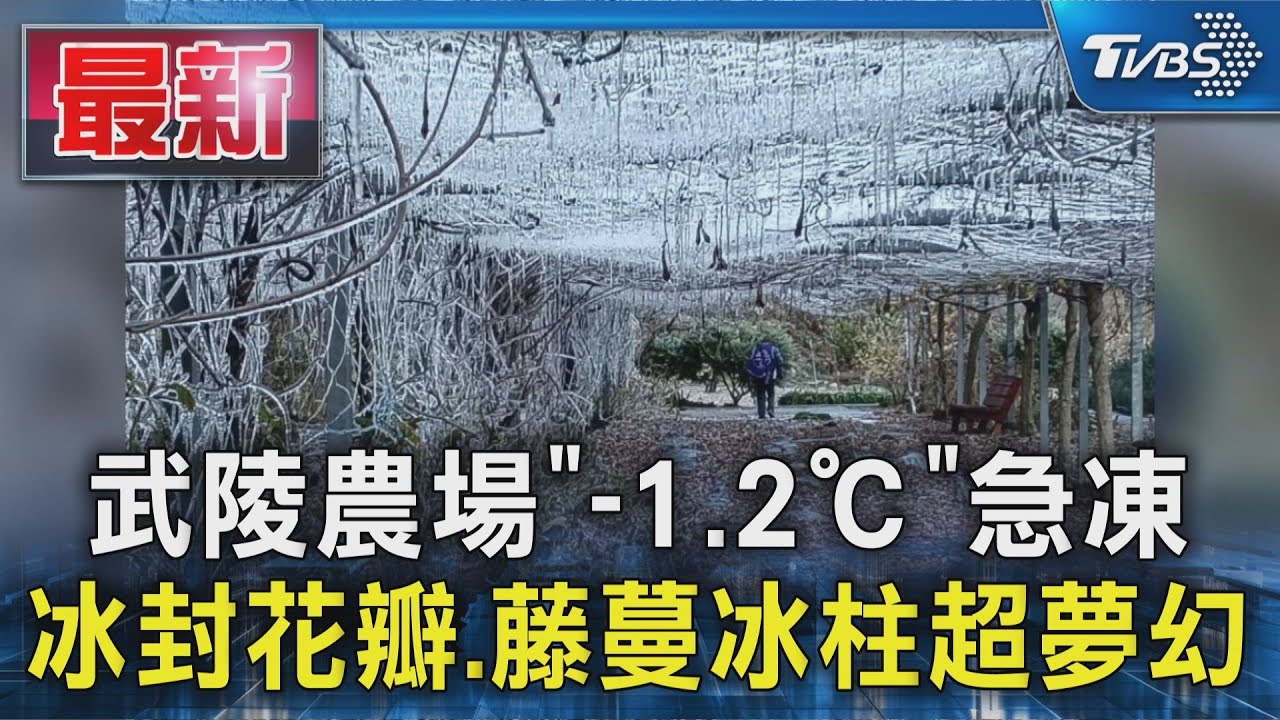 武陵農場「-1.2℃」急凍 冰封花瓣.藤蔓冰柱超夢幻｜TVBS新聞 @TVBSNEWS01