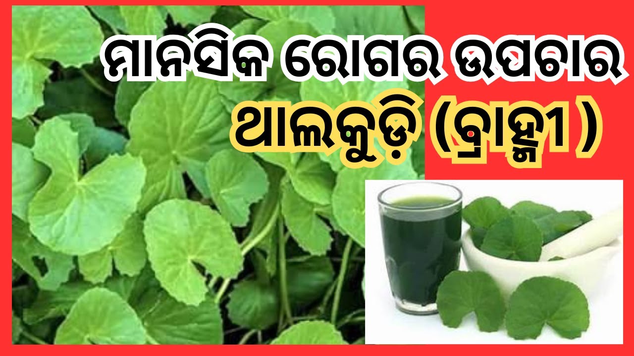 ମାନସିକ ରୋଗର ଉପଚାର : ଥାଲକୁଡ଼ି || Indian Pennywort Benefits || Gotu Kola