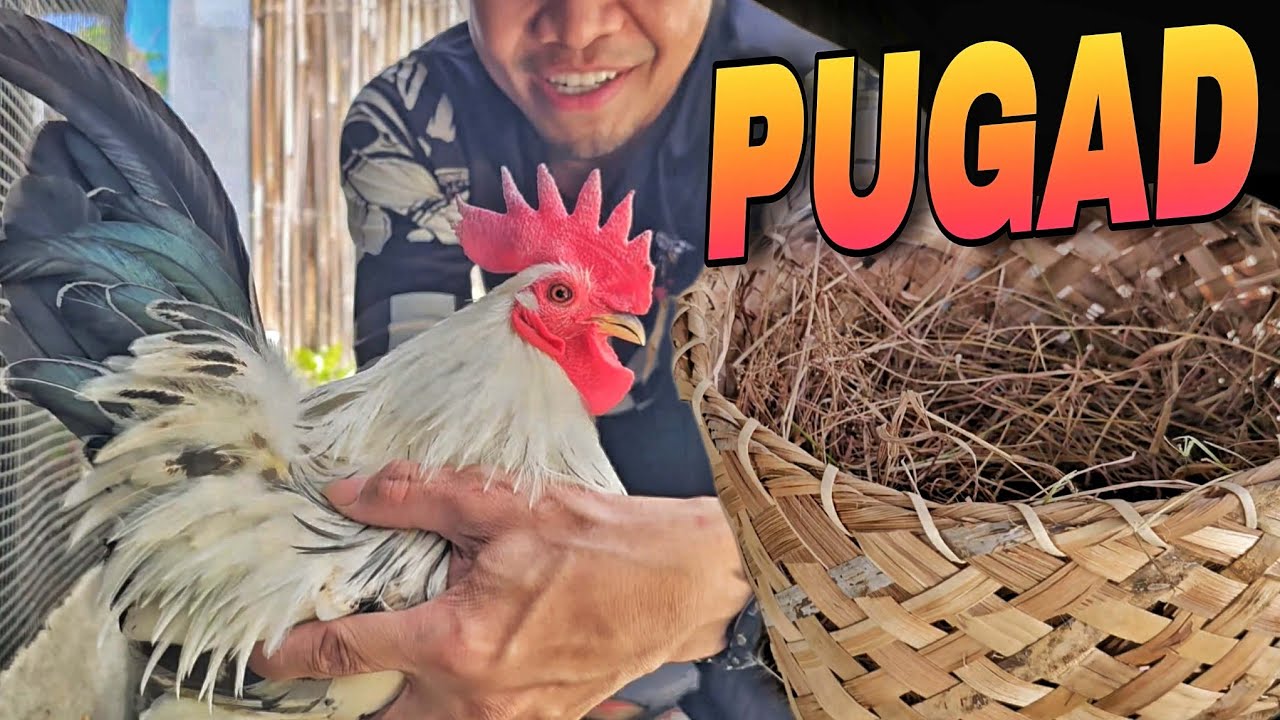 Mga Bagong Alaga ni Harabas at Update sa Bugambilya