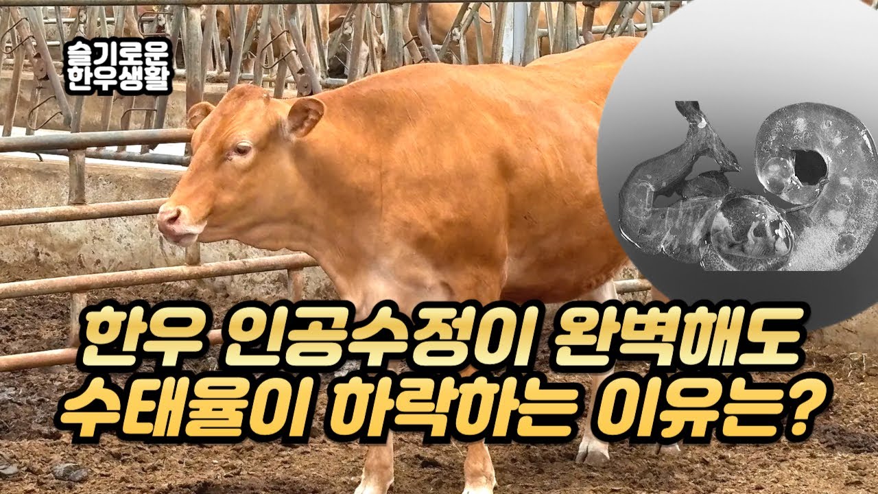 왜 한우 번식우의 인공수정은 잘 되었는데, 수태가 안 될까?(feat. 조기배아사)