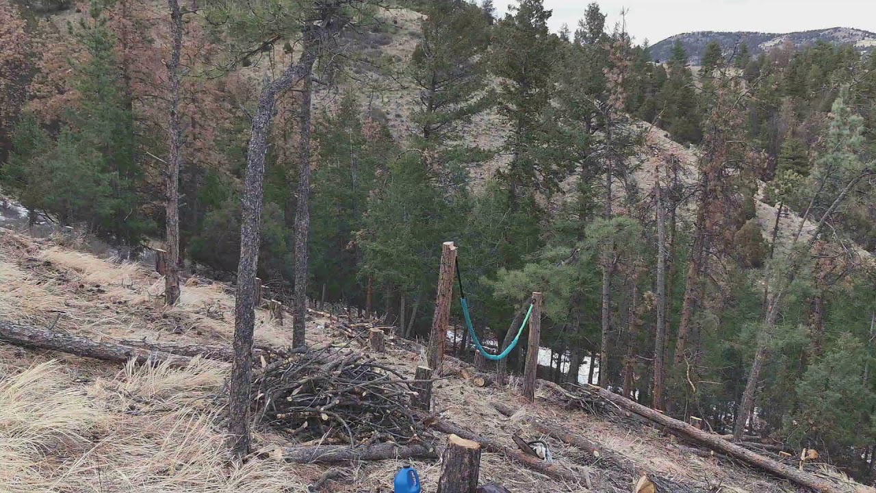 Day 80 - Tree Cleanup 🌲 - Colorado Log Cabin Build