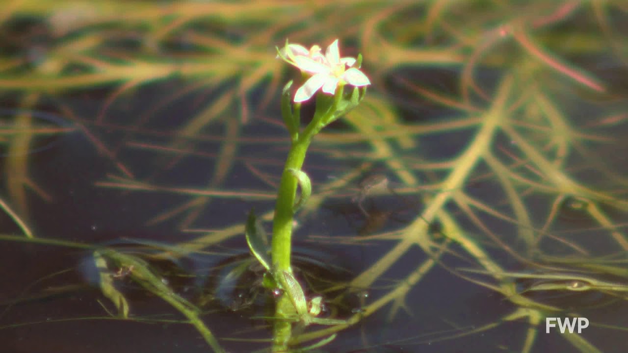 Water Howellia