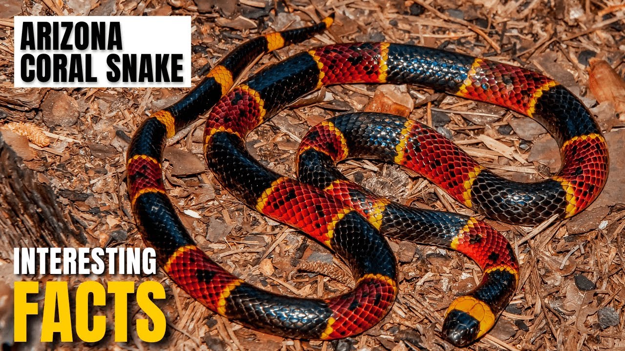 Amazing facts of Arizona Coral Snake | Interesting Facts | The Beast World