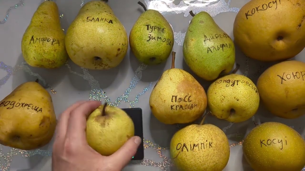 Груші станом на 29 грудня 2025 року