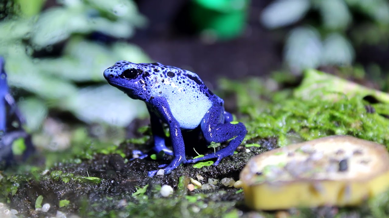 Les Dendrobates