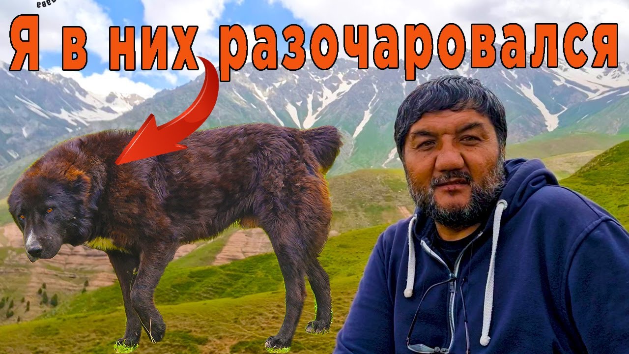 Как я разочаровался в волкодавах, а потом осознал что крупно ошибался 😁
