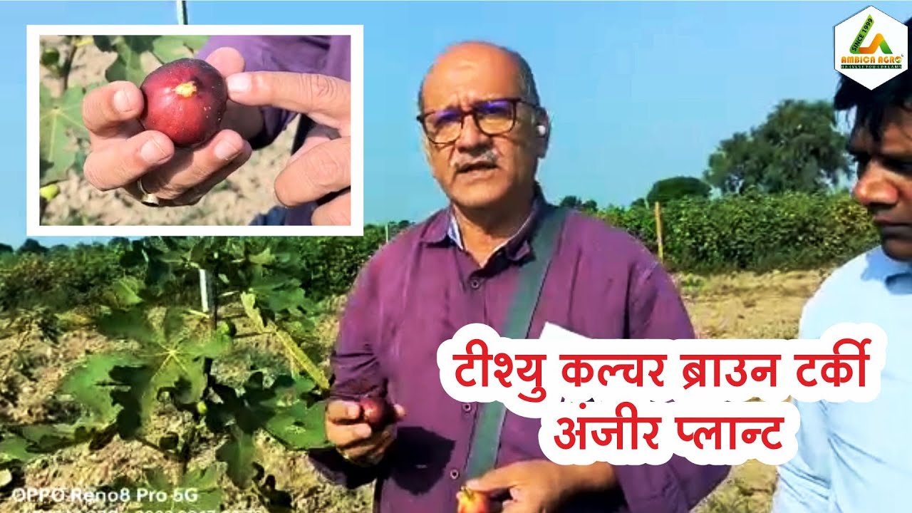 TISSUE CULTURE BROWN TURKEY ANJIR PLANTS ll ब्राउन टर्की अंजीर के पौधे ll બ્રાઉન ટર્કી અંજીર ના રોપા