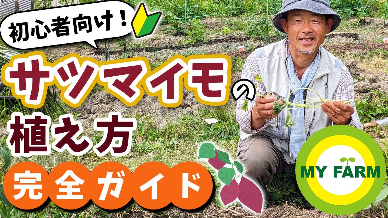 【サツマイモ栽培】苗の植え方を初心者の方向けに解説＆実演します│有機栽培で野菜づくり