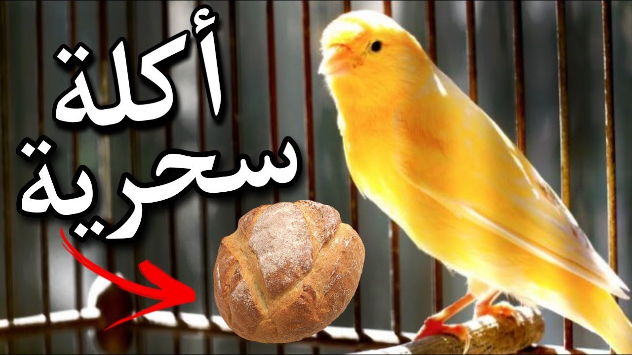 خلطة الخبز لجميع طيور الزينة