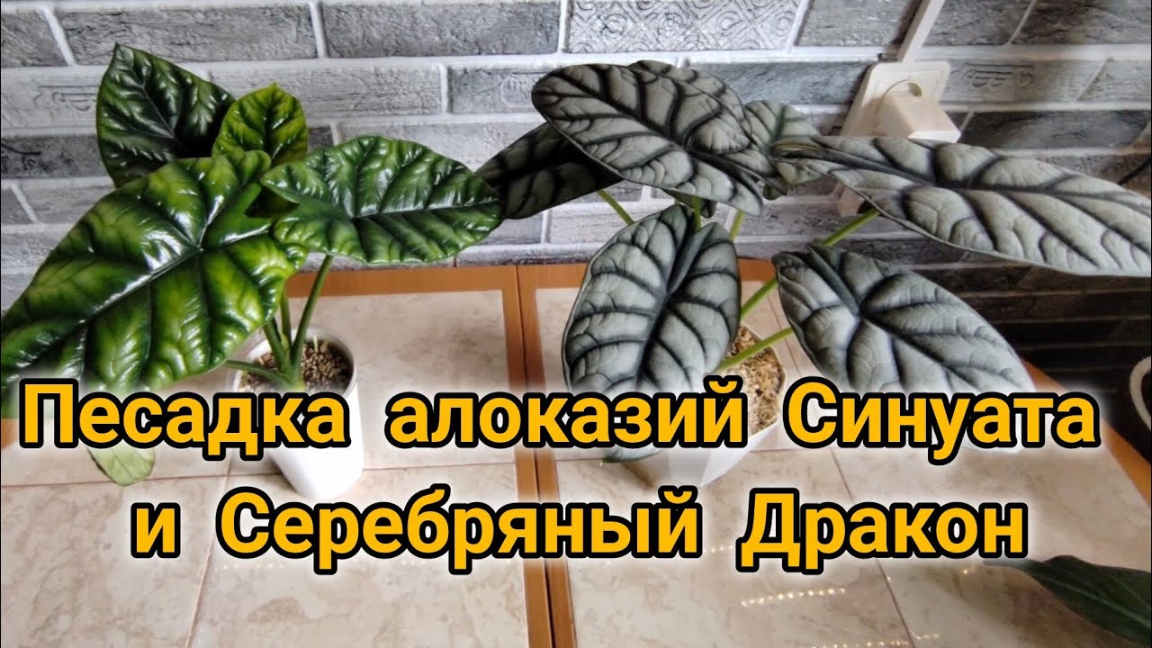 Пересадка алоказий Синуата и Серебряный Дракон.