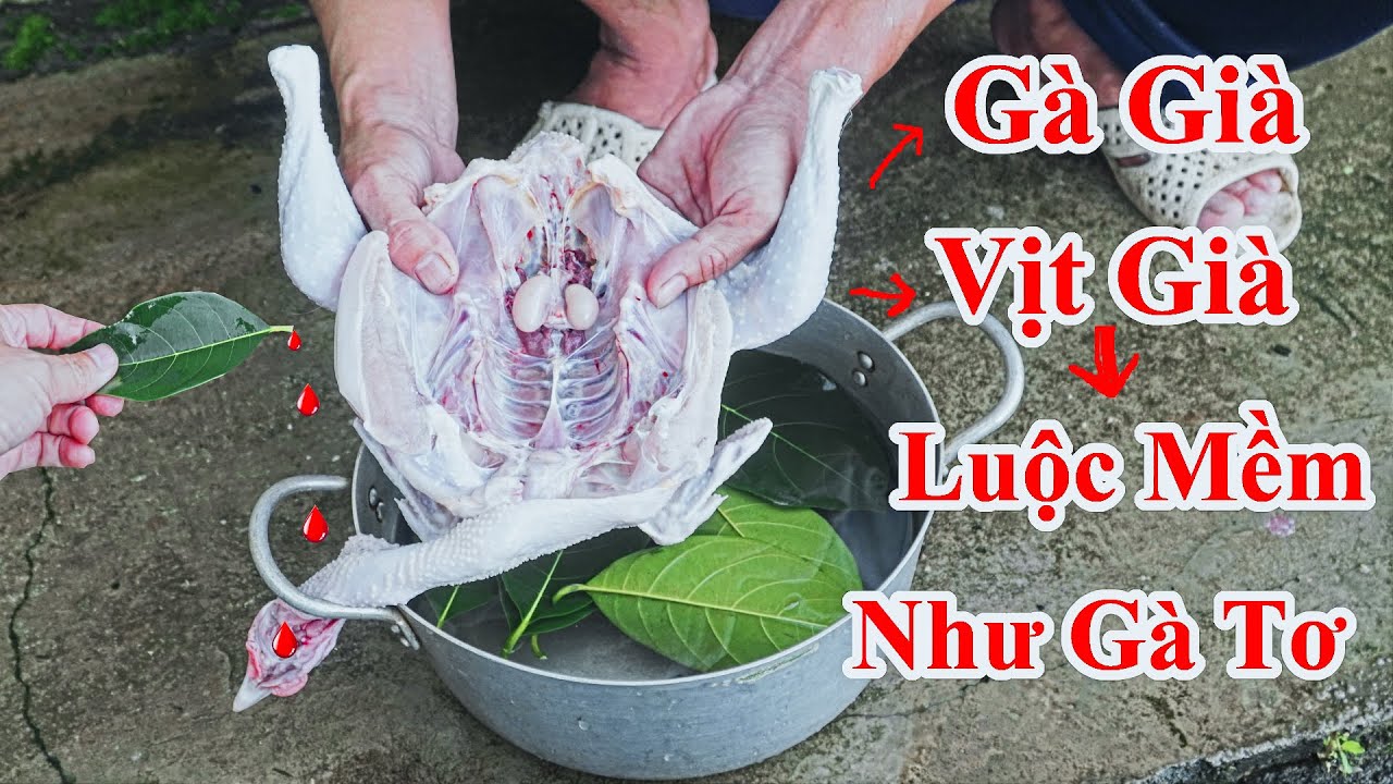 Gà Già , Vịt Già Thịt Dai Cỡ Nào Luộc Lên Cũng Mềm Như Gà Tơ ! Mẹo Làm Mềm Thịt Gà Vịt Già Khi Luộc