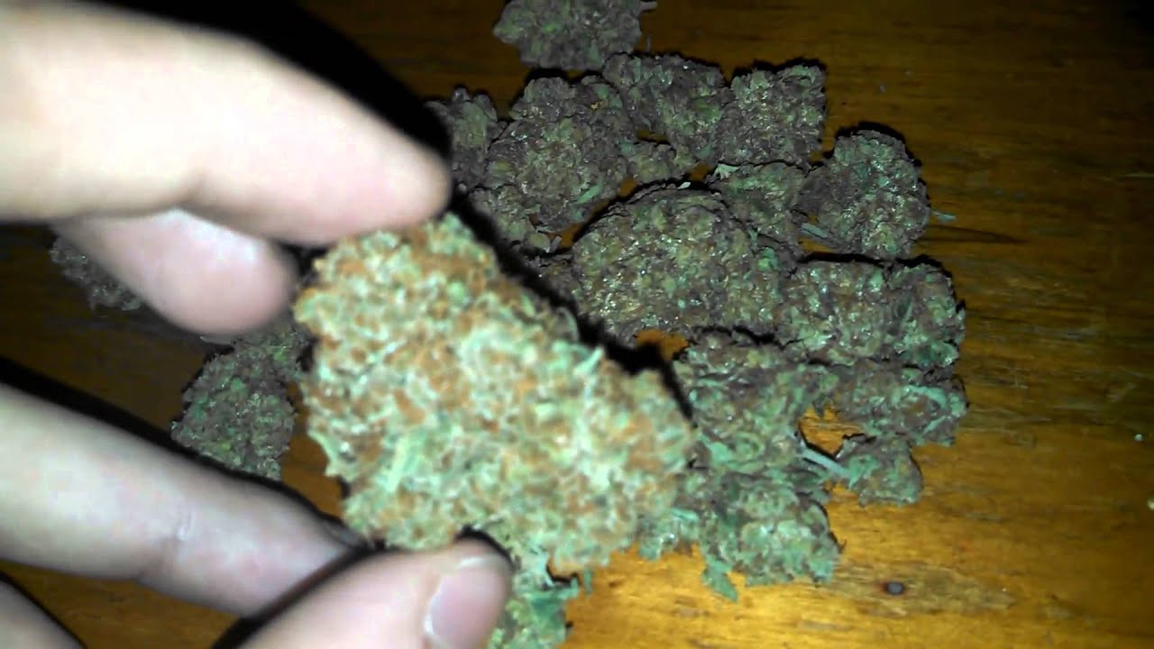 OG Kush topped with White Widow-Romwrecw Honeybud w/ WW Keif!