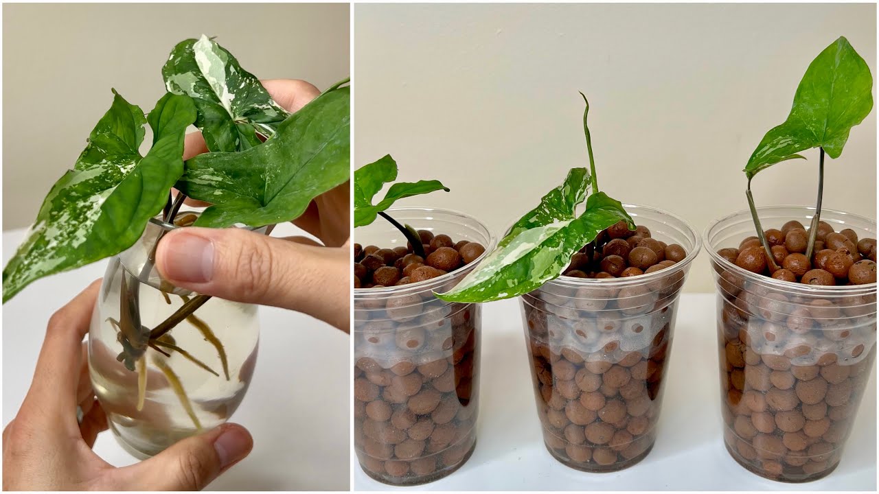 Syngonium Albo-Variegated : Unboxing, Repotting and Propagation
