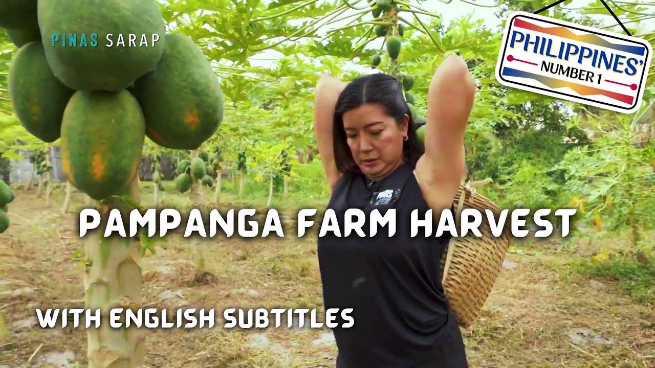 Harvesting Papaya & Corn with Kara David & Lara Liwanag! (with English subs) | Philippines’ Number 1