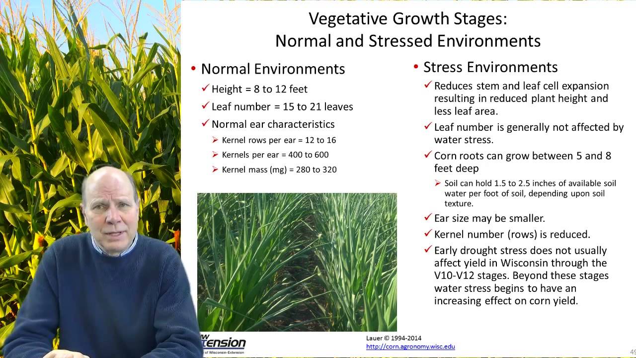 Yield Components of Corn (corn, part 3/3)
