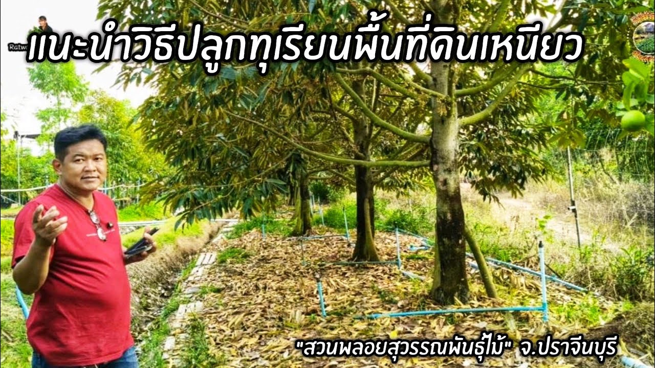 ปลูกทุเรียนพื้นที่ดินเหนียวแนะนำวิธีปลูกทุเรียนและปรุงดินก่อนปลูก 