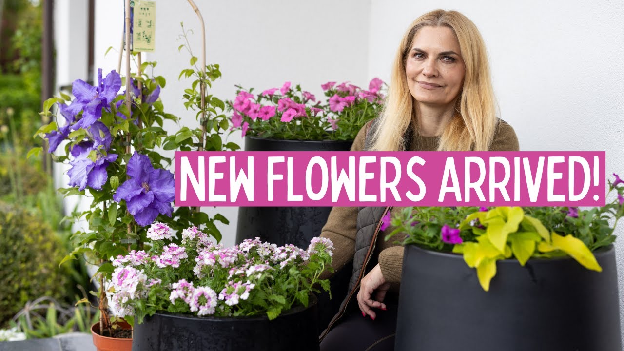 Summer Containers Full of Color – My Favorite Annuals for Porch Planters